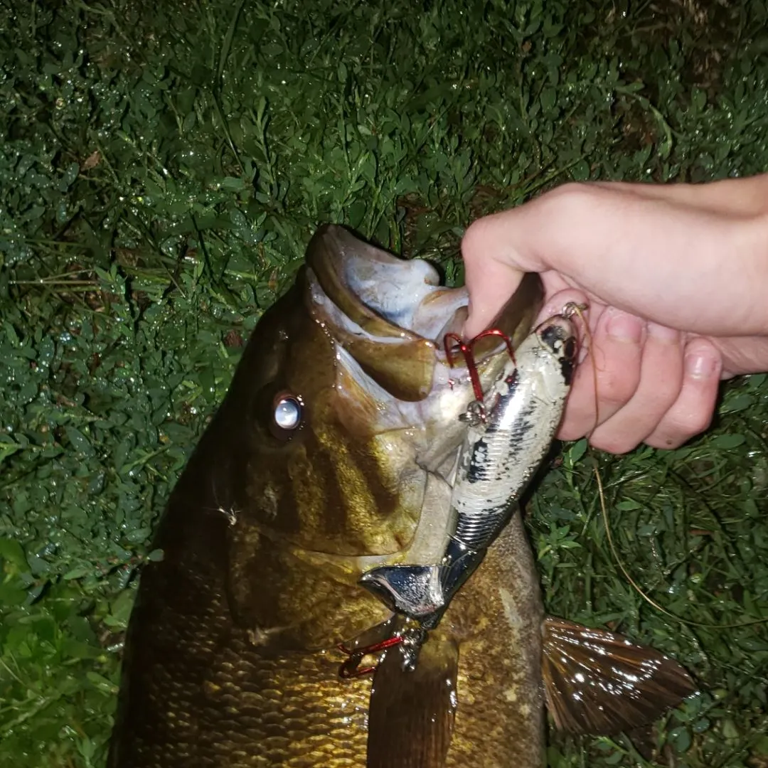 Smallmouth bass caught on Fishbrain