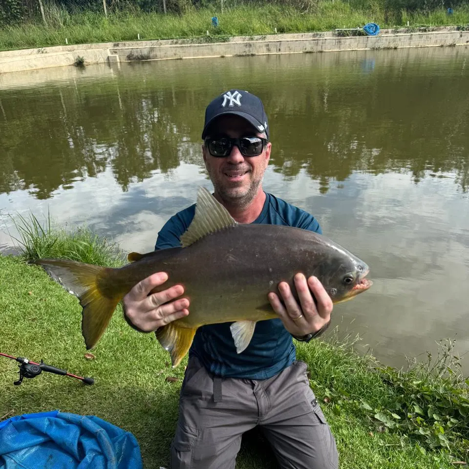 The most recent Small-scaled pacu catches on Fishbrain