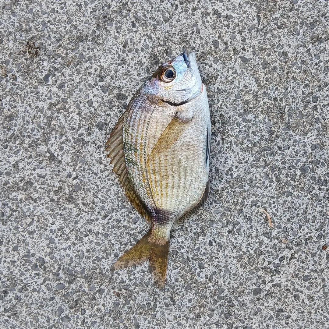 White seabream caught on Fishbrain