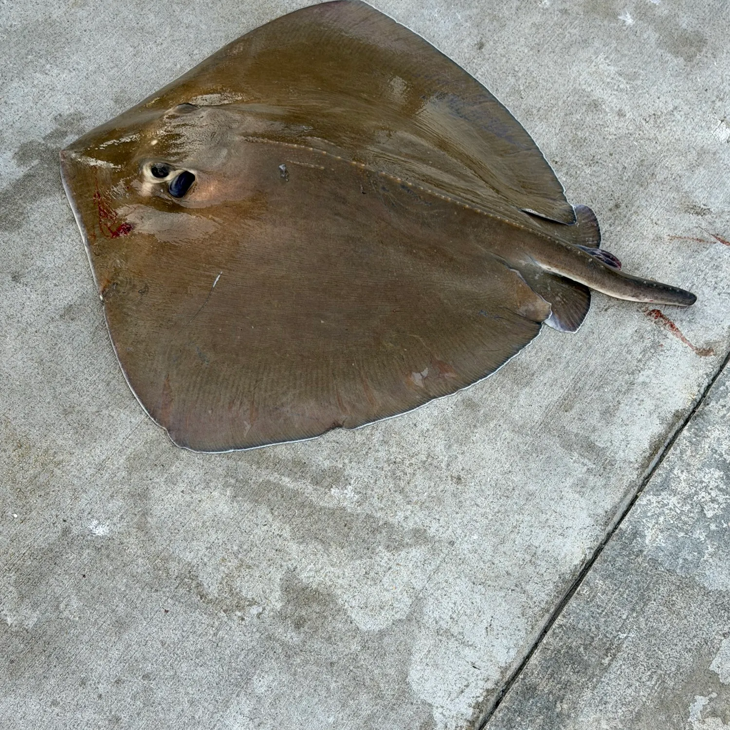 The most recent Southern stingray catches on Fishbrain
