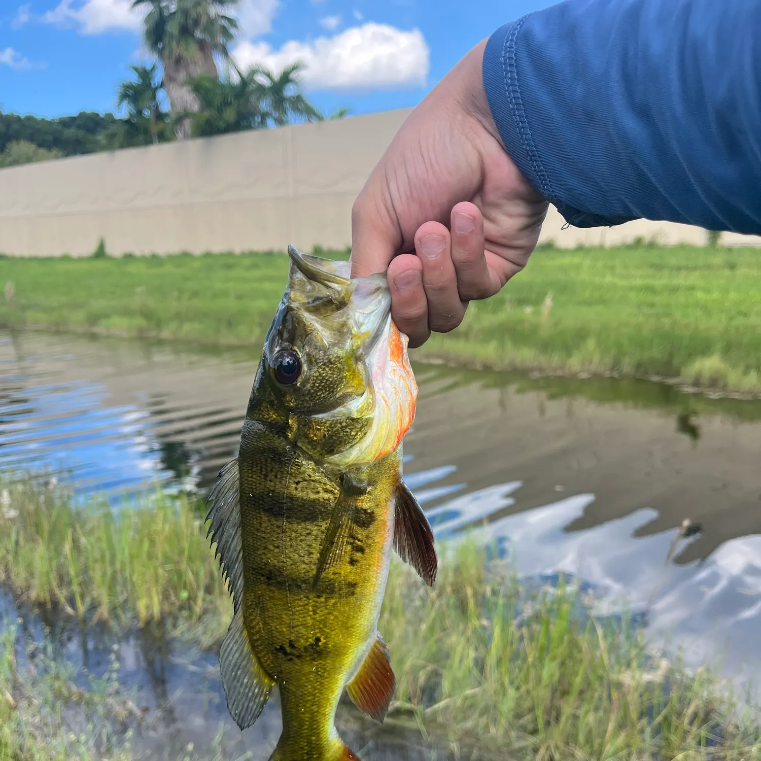 The most recent Butterfly peacock bass catches on Fishbrain