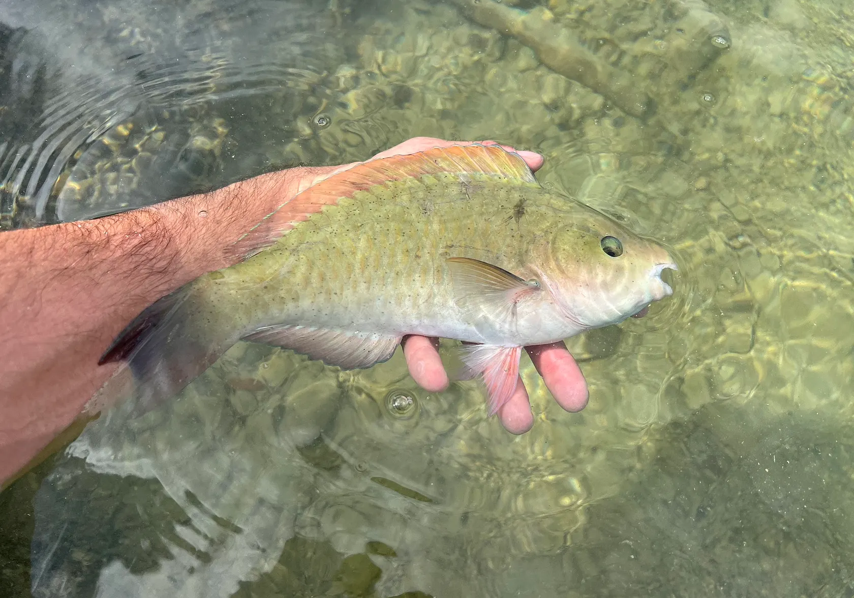 Common parrotfish