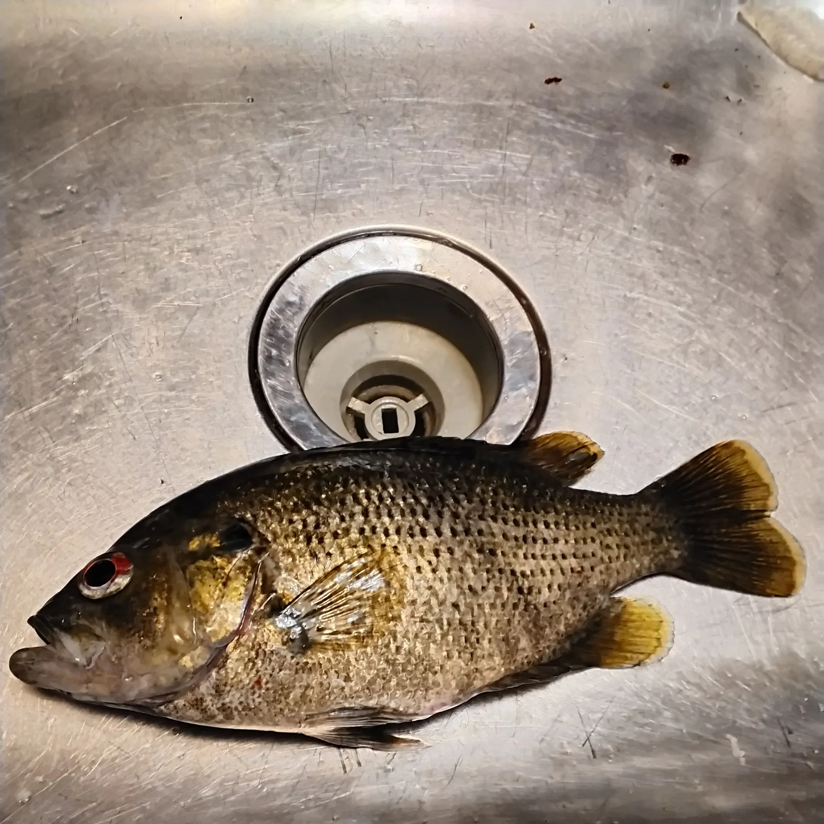 Rock bass caught on Fishbrain