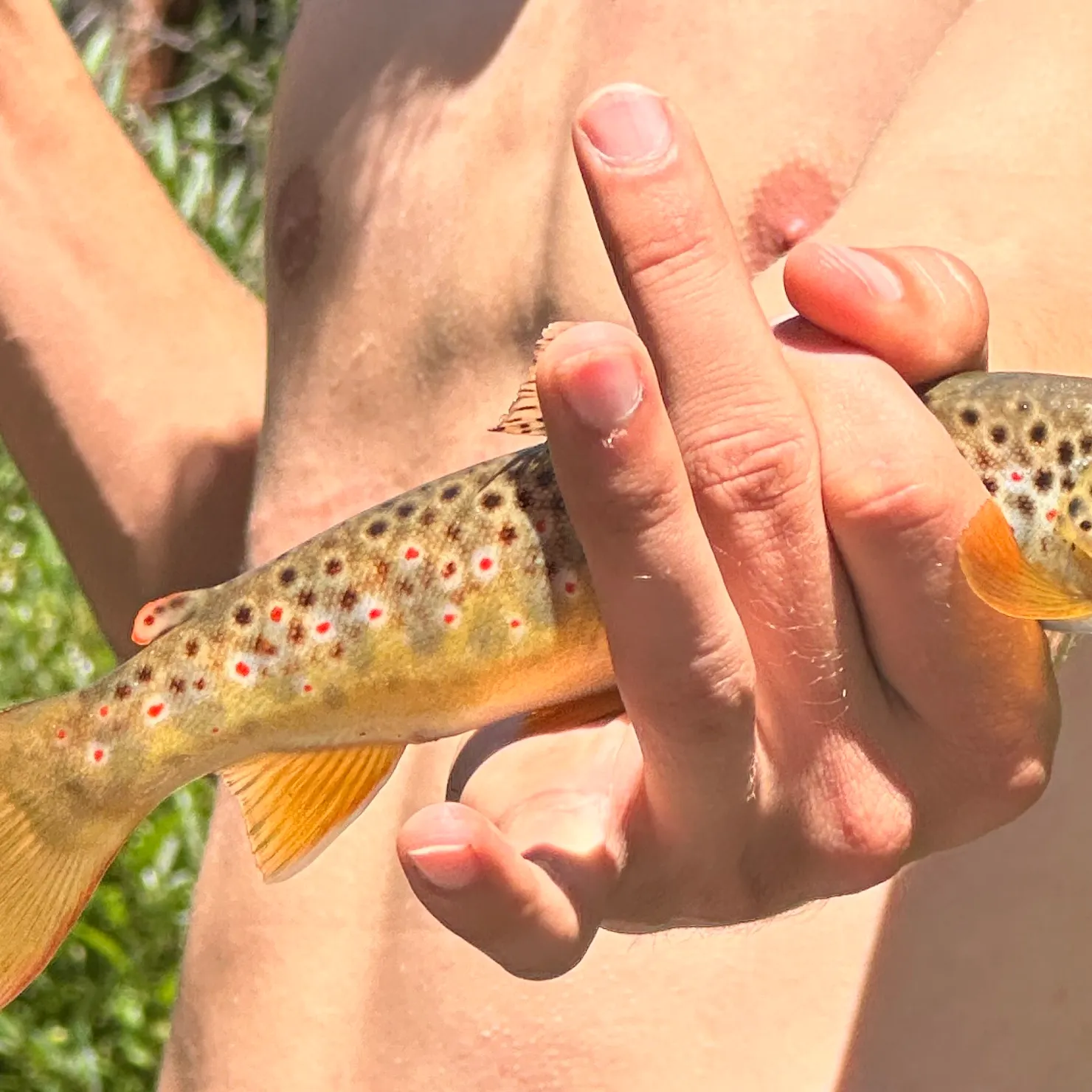 Brown trout caught on Fishbrain
