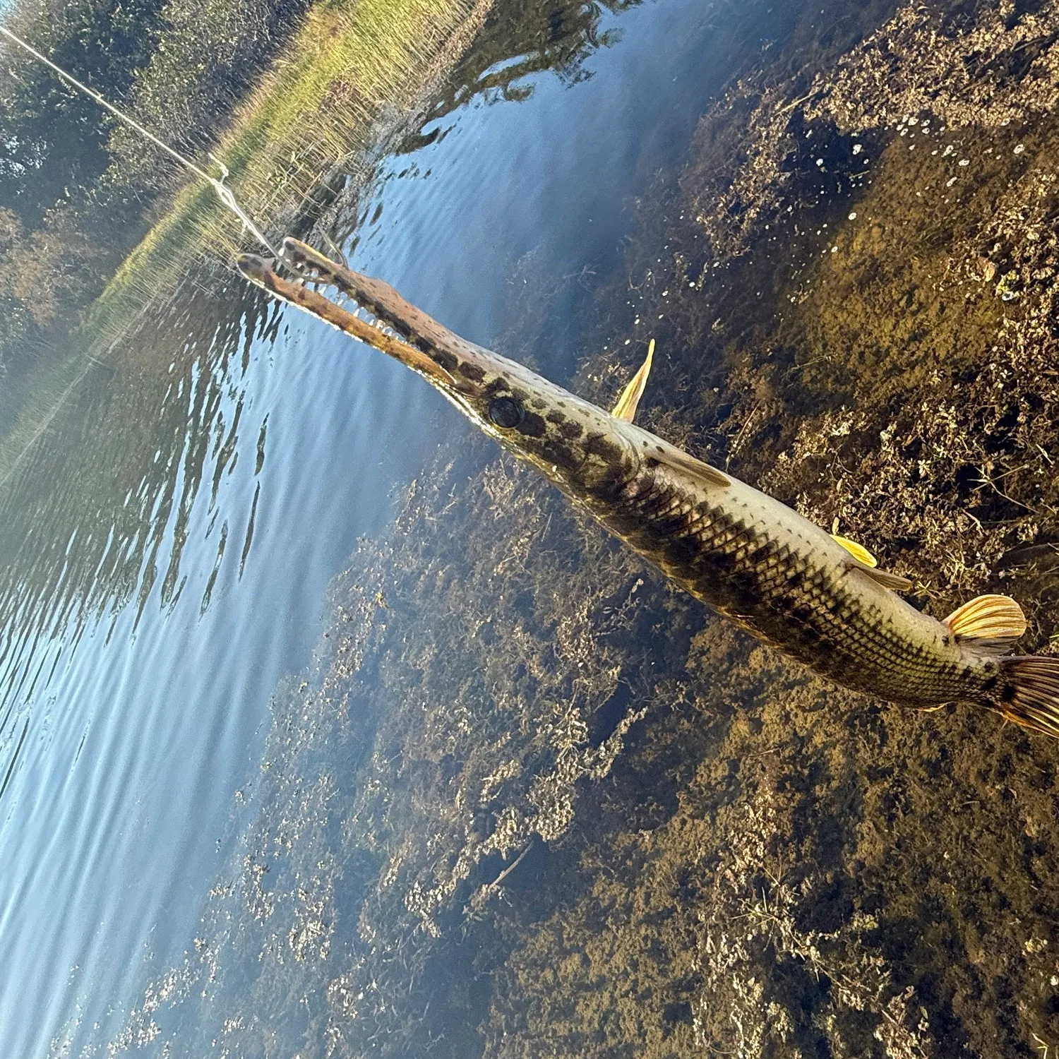 The most recent Alligator gar catches on Fishbrain