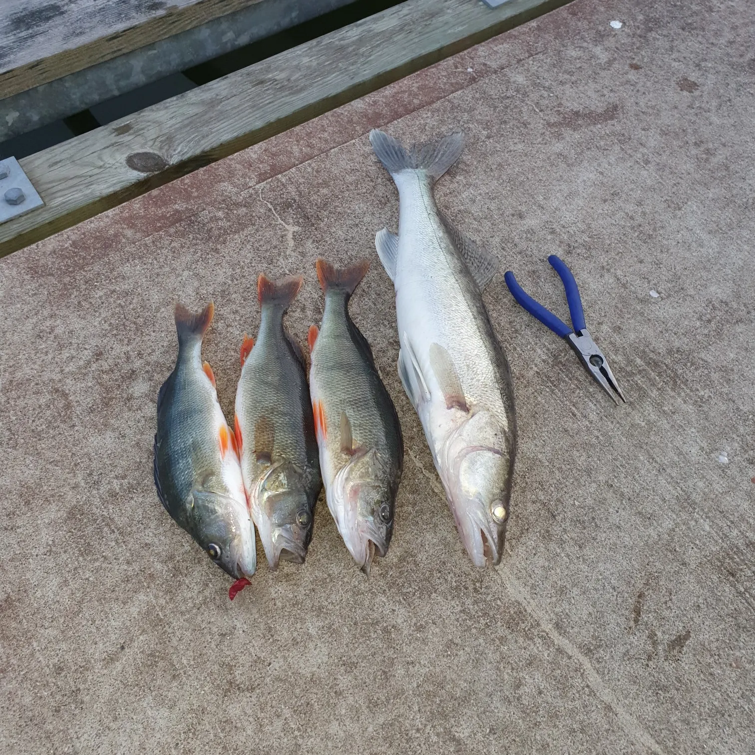 recently logged catches