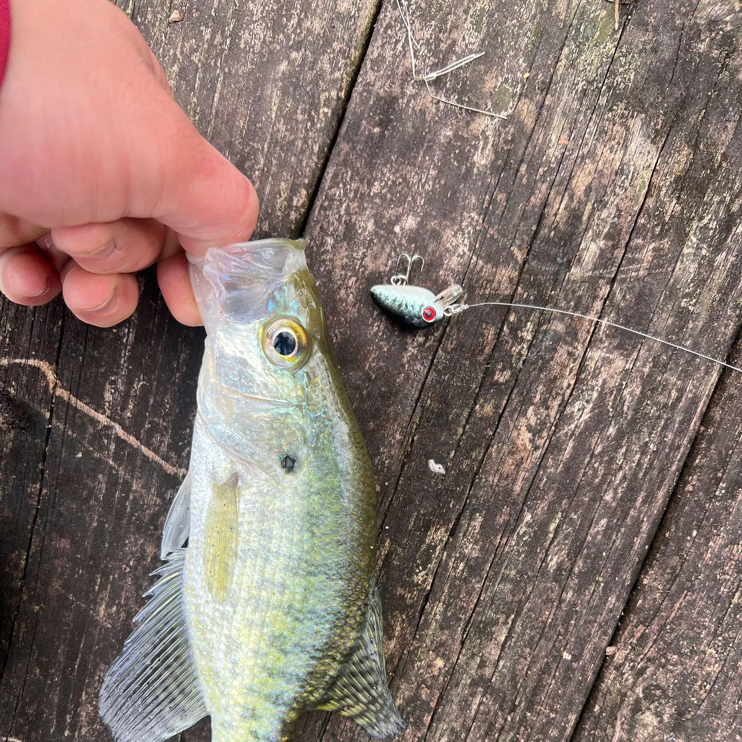 White crappie caught on Fishbrain