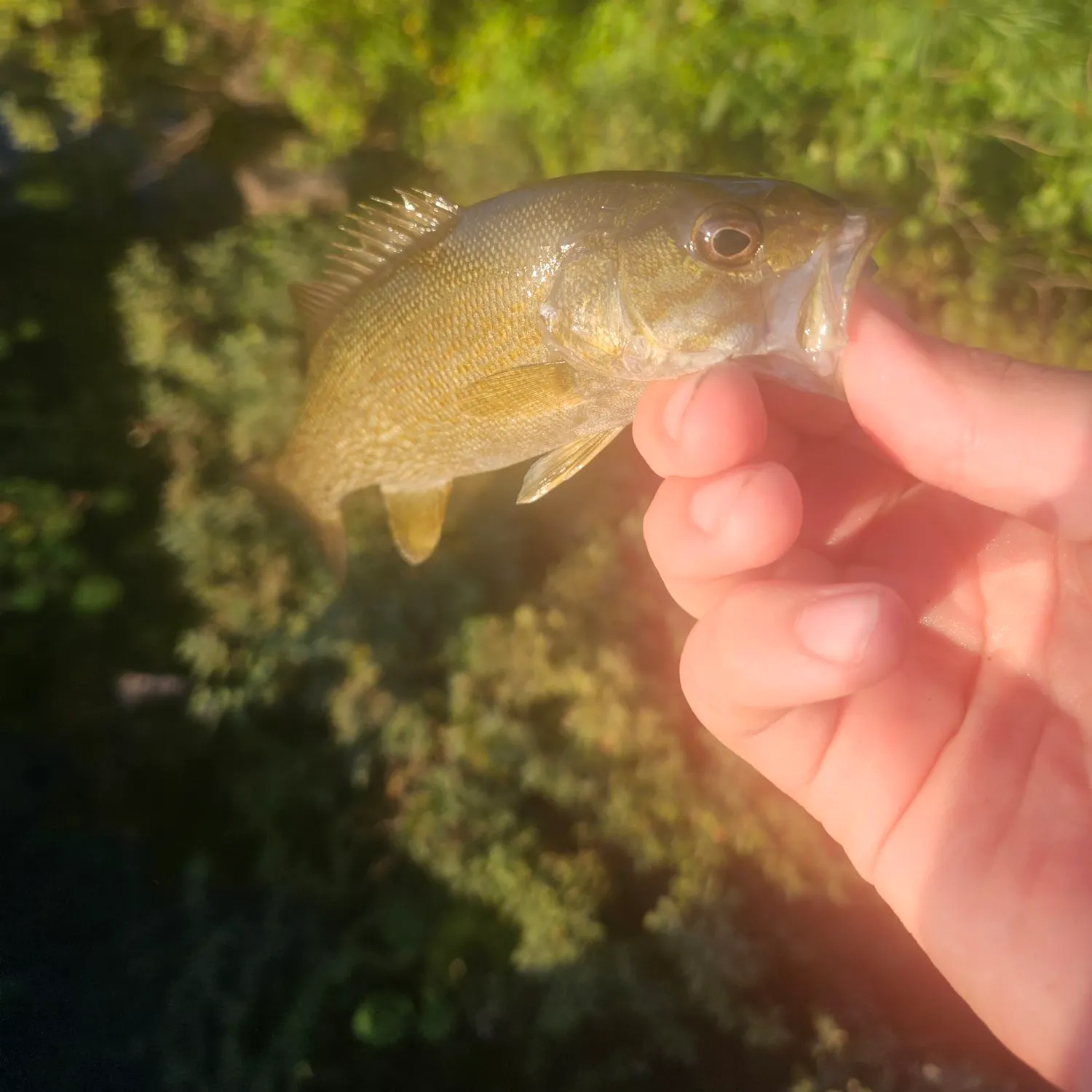 Smallmouth bass caught on Fishbrain