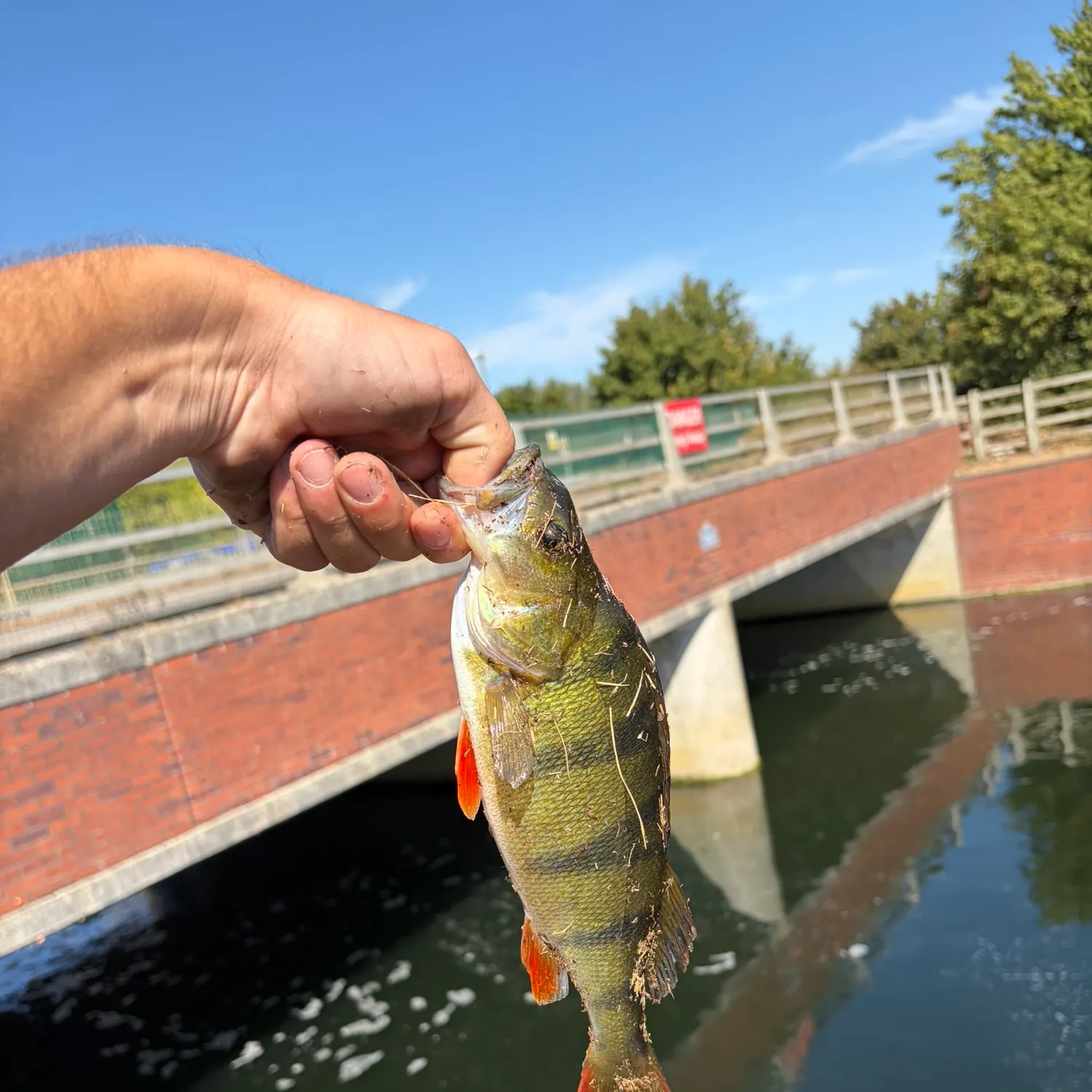European perch caught on Fishbrain