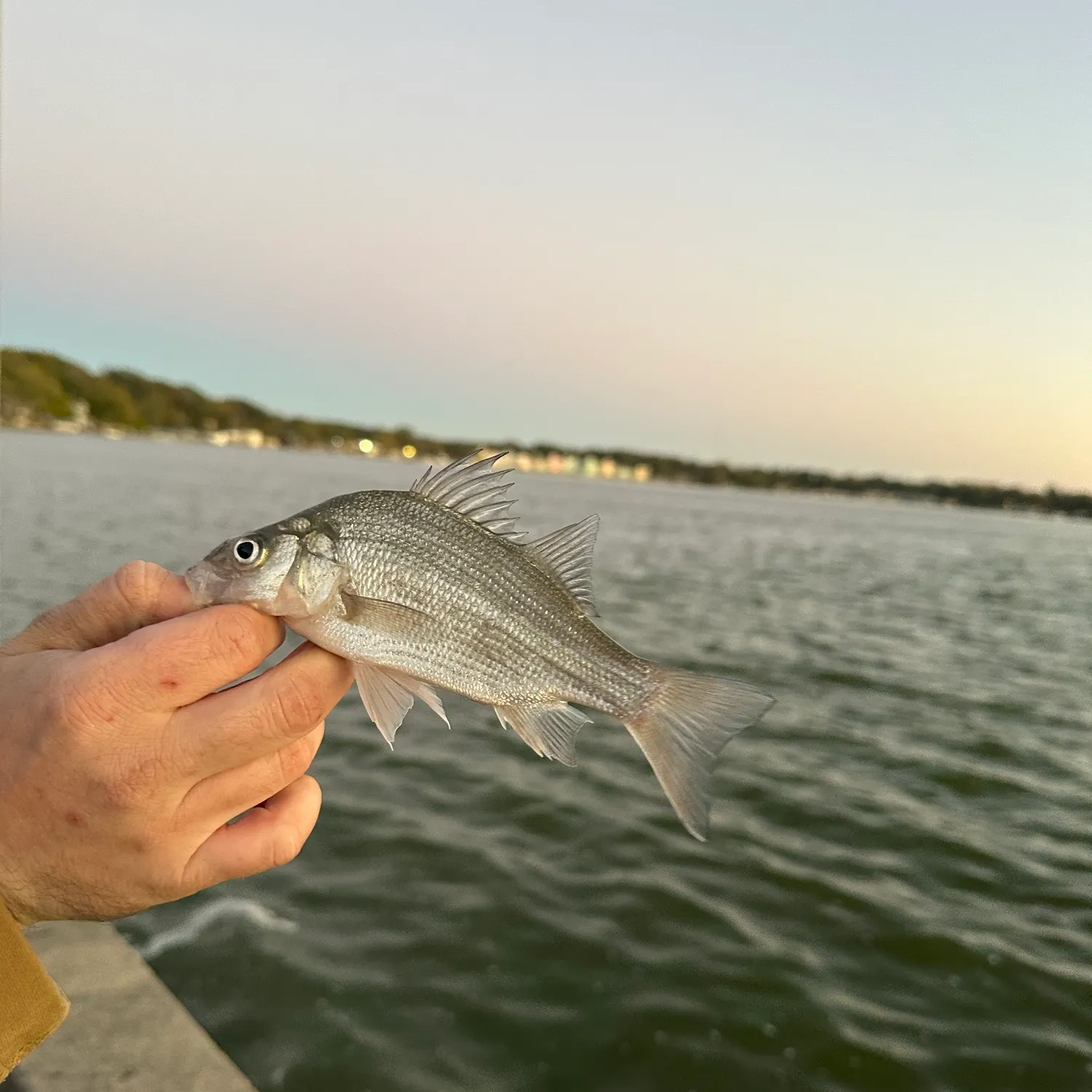 White perch caught on Fishbrain
