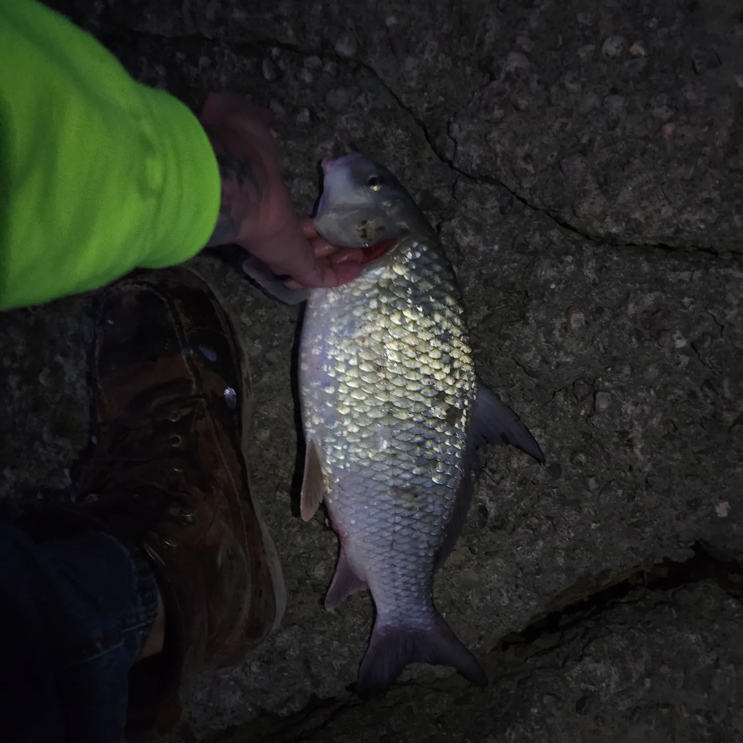 The most recent River carpsucker catches on Fishbrain