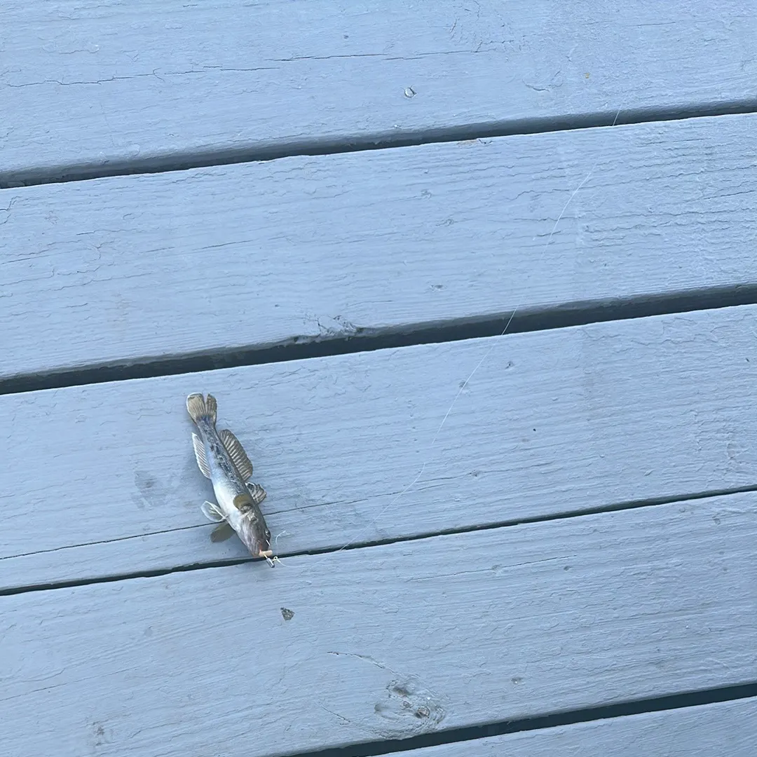 Round goby caught on Fishbrain