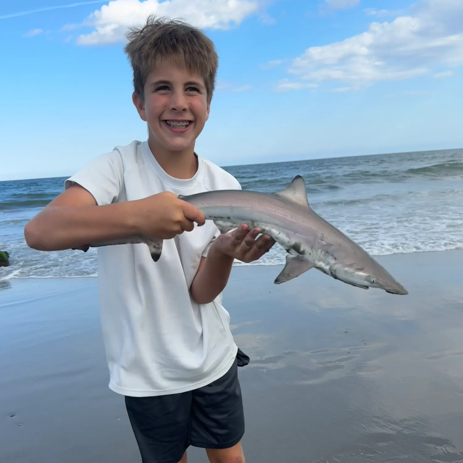 The most recent Spinner shark catches on Fishbrain