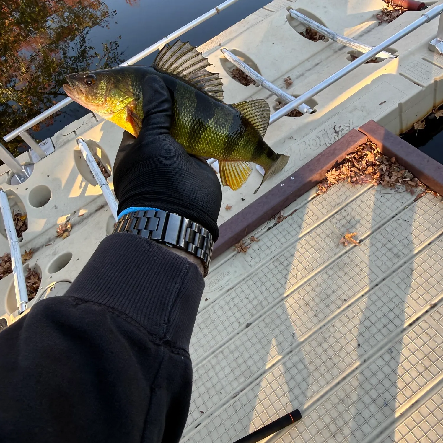 Yellow perch caught on Fishbrain
