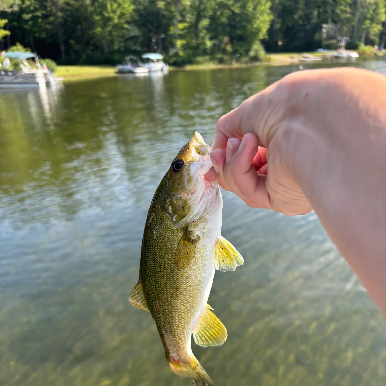 Smallmouth bass caught on Fishbrain