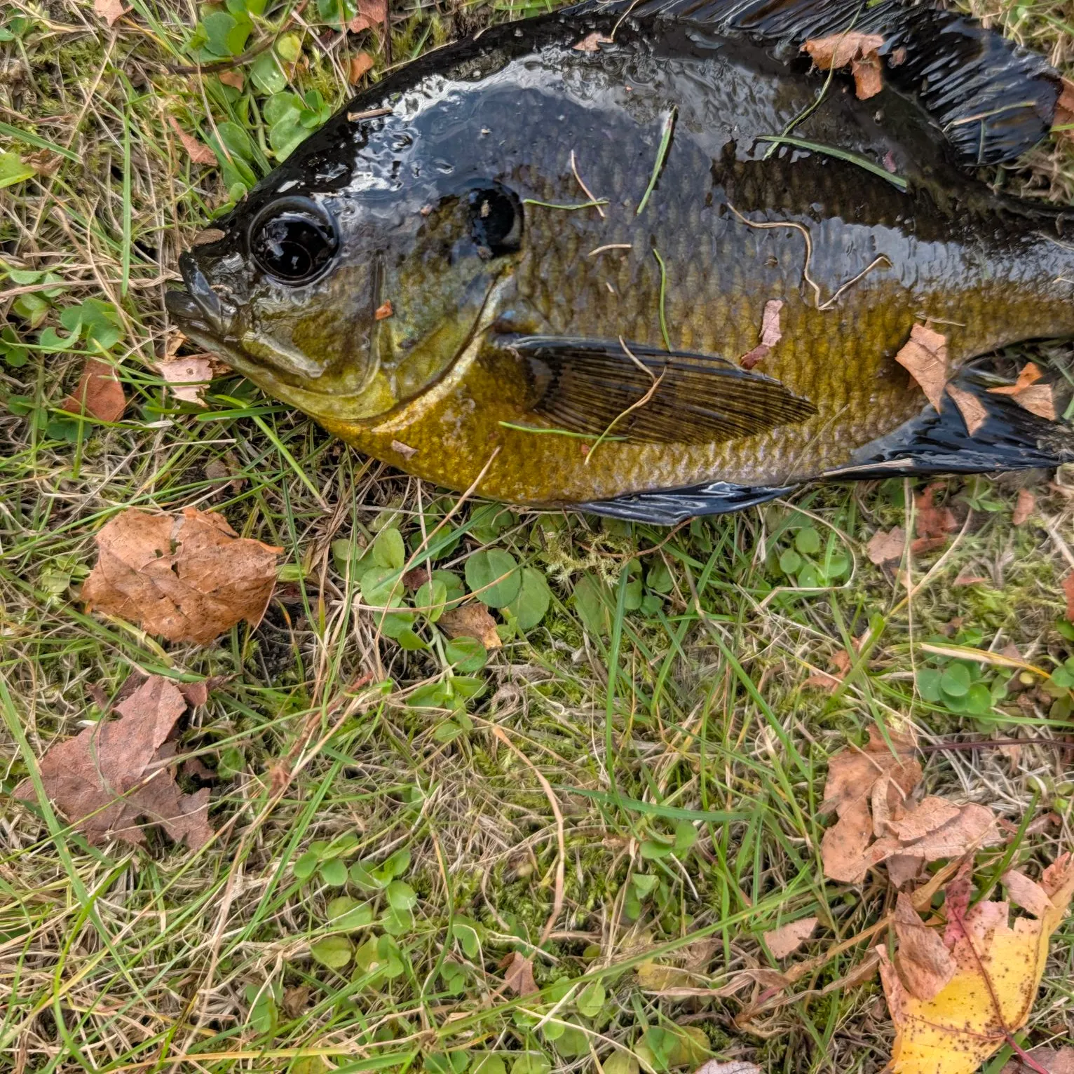 Bluegill caught on Fishbrain