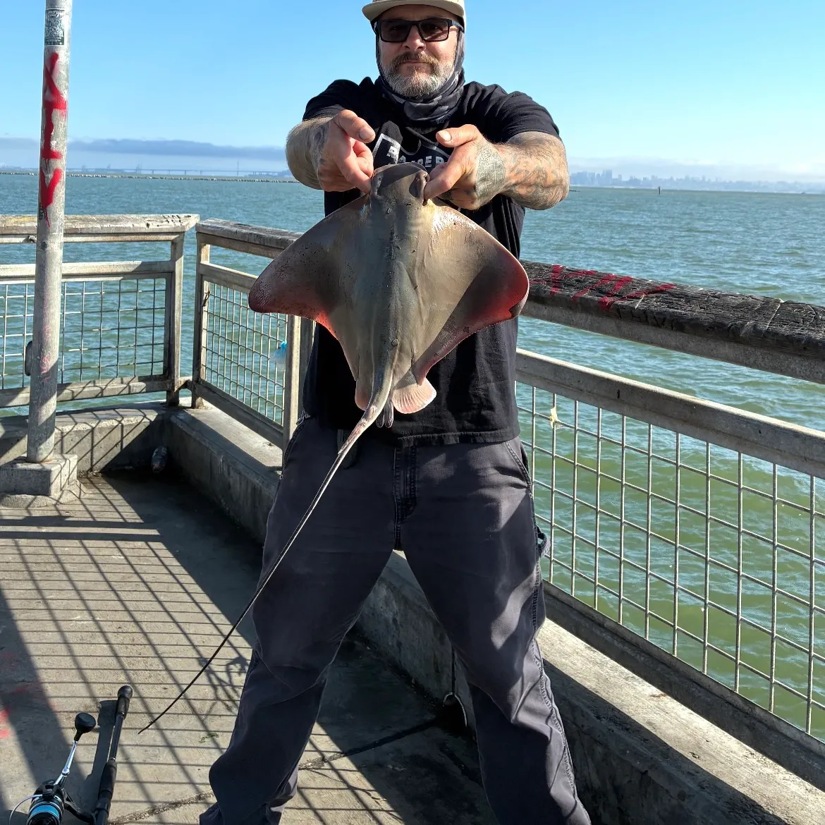 Bat eagle ray caught on Fishbrain