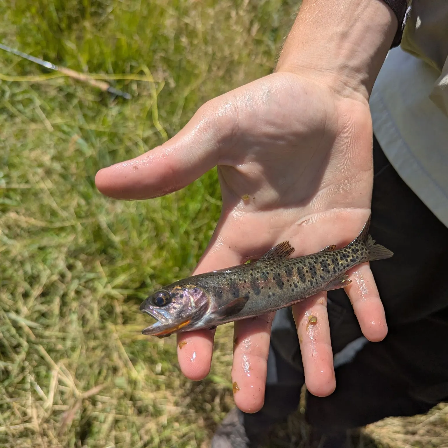 The most recent Bear River cutthroat trout catches on Fishbrain