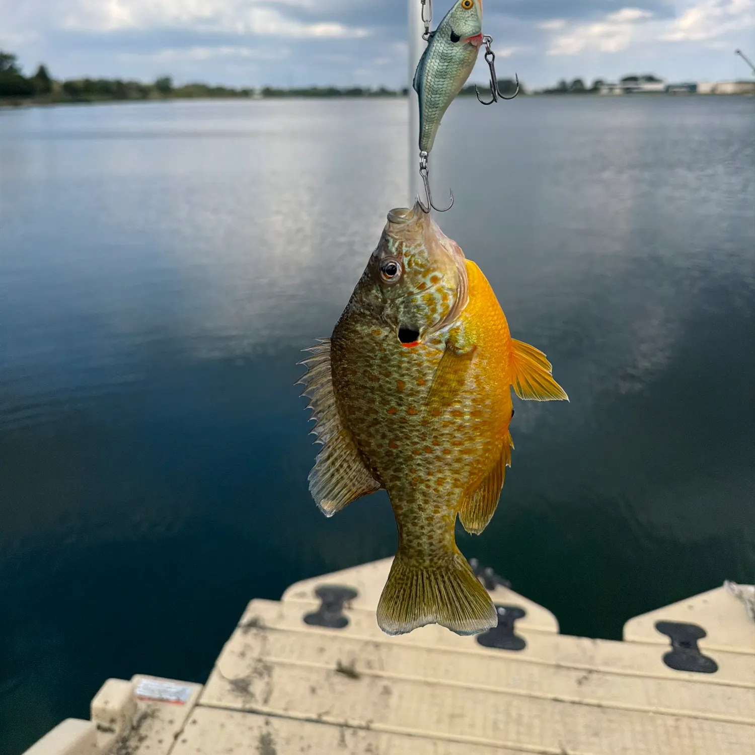 The most recent Northern sunfish catches on Fishbrain