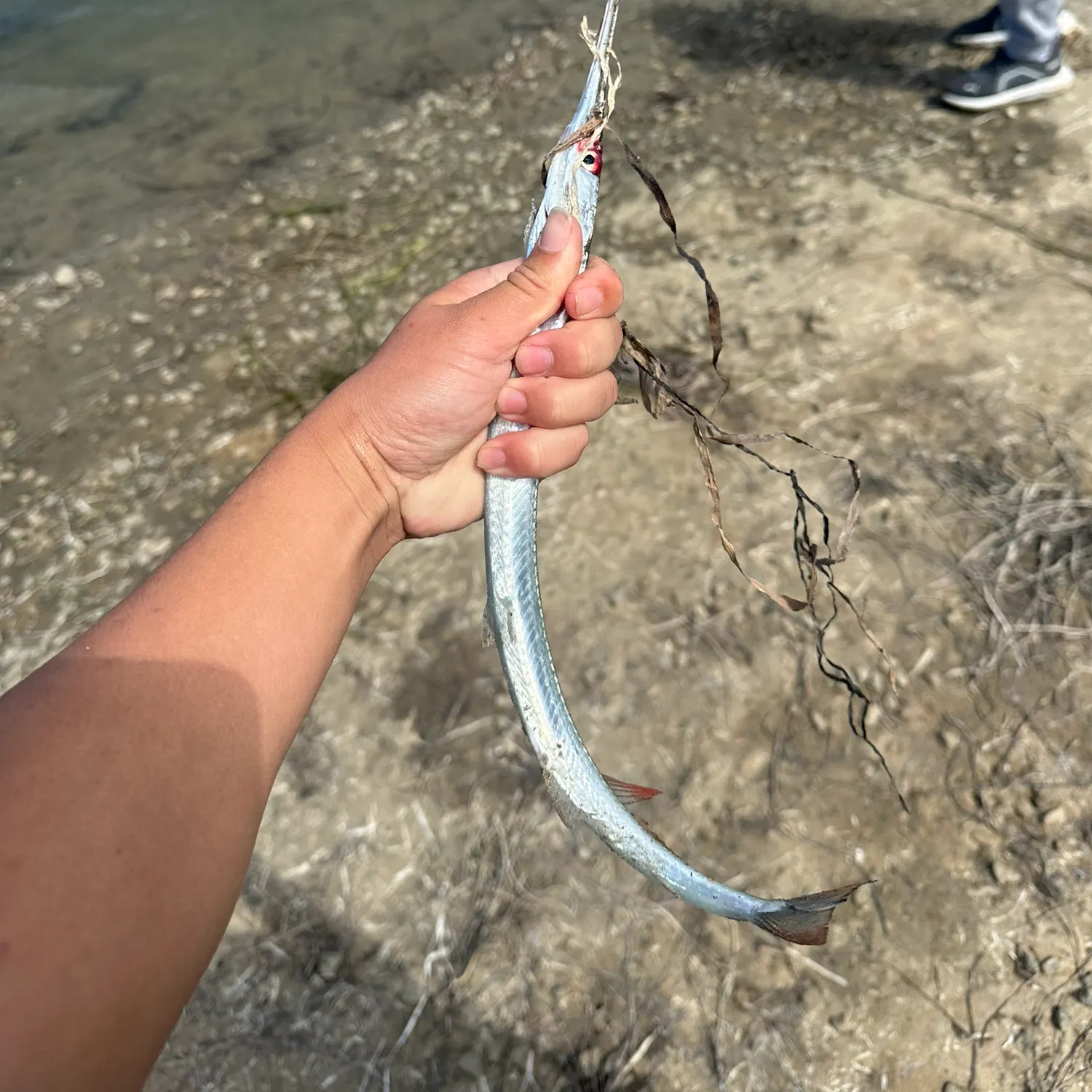 The most recent Flat needlefish catches on Fishbrain