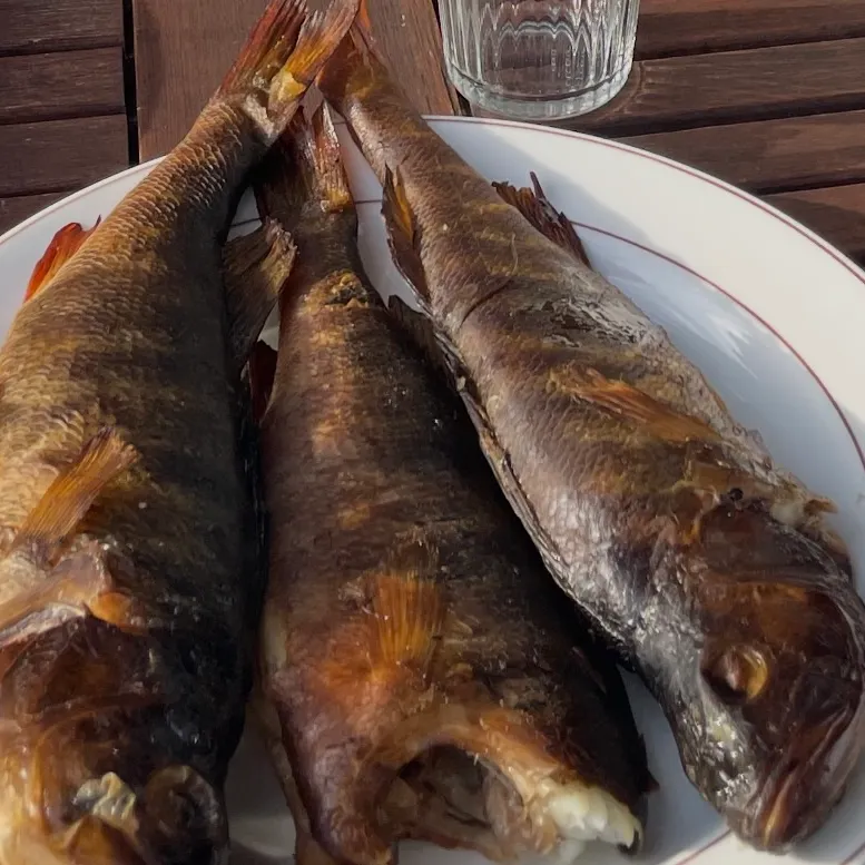 European perch caught on Fishbrain