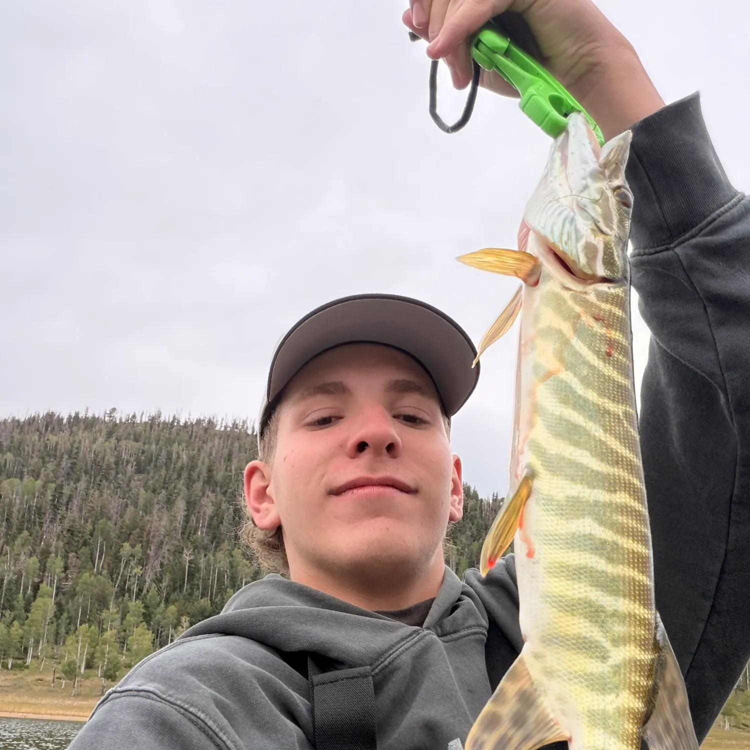 Tiger muskie caught on Fishbrain