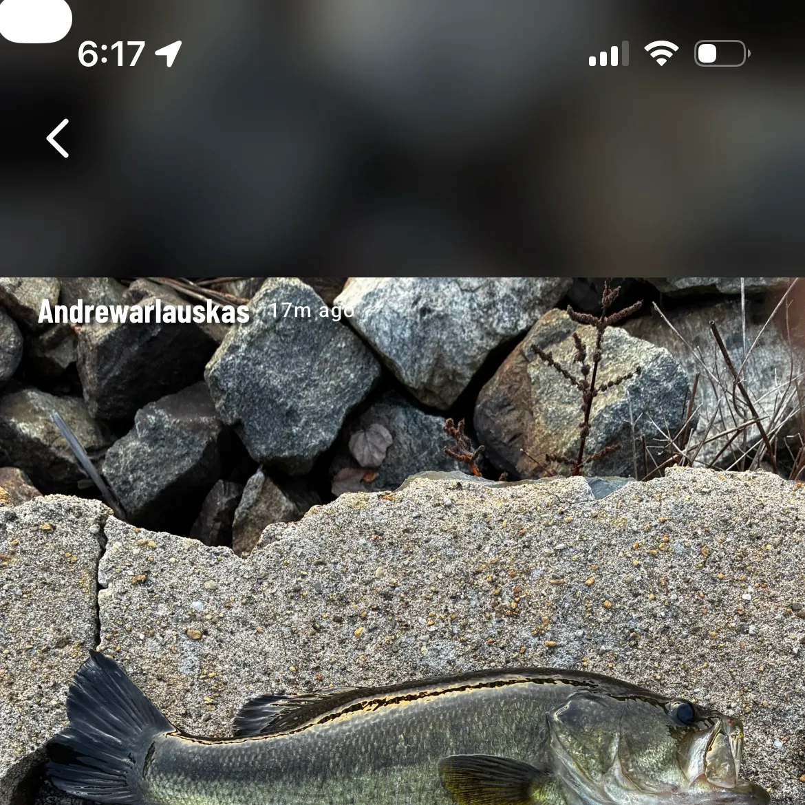 Largemouth bass caught on Fishbrain