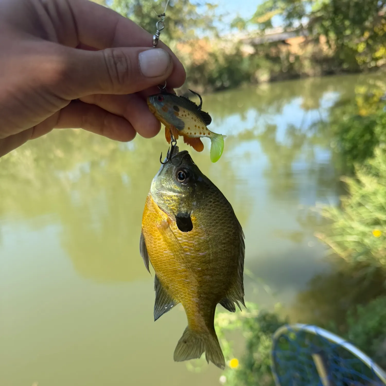 Bluegill caught on Fishbrain