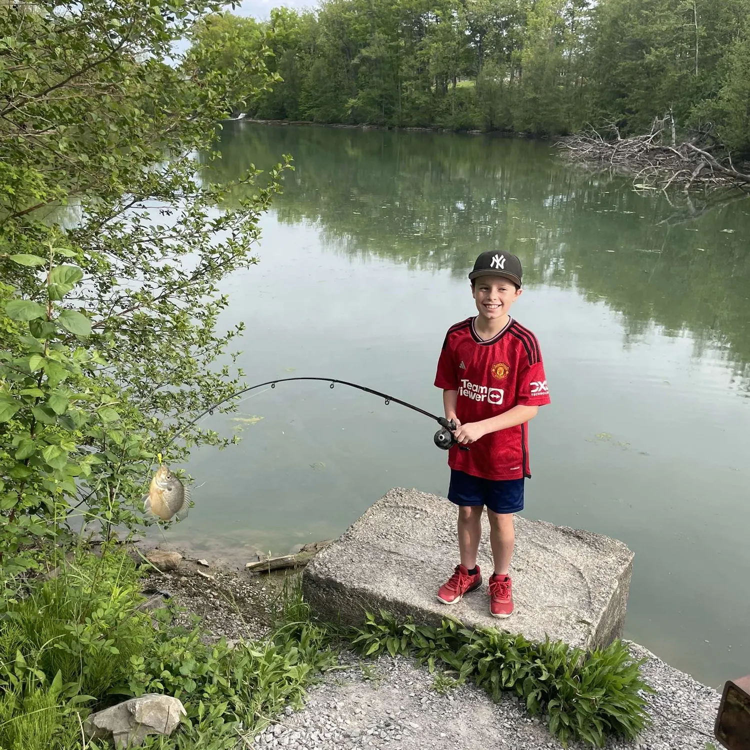 Bluegill caught on Fishbrain
