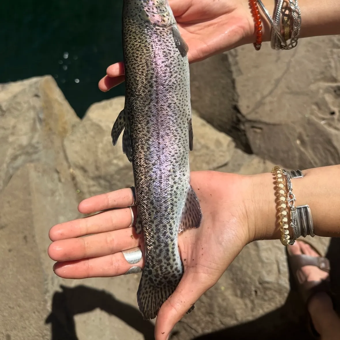 Rainbow trout caught on Fishbrain