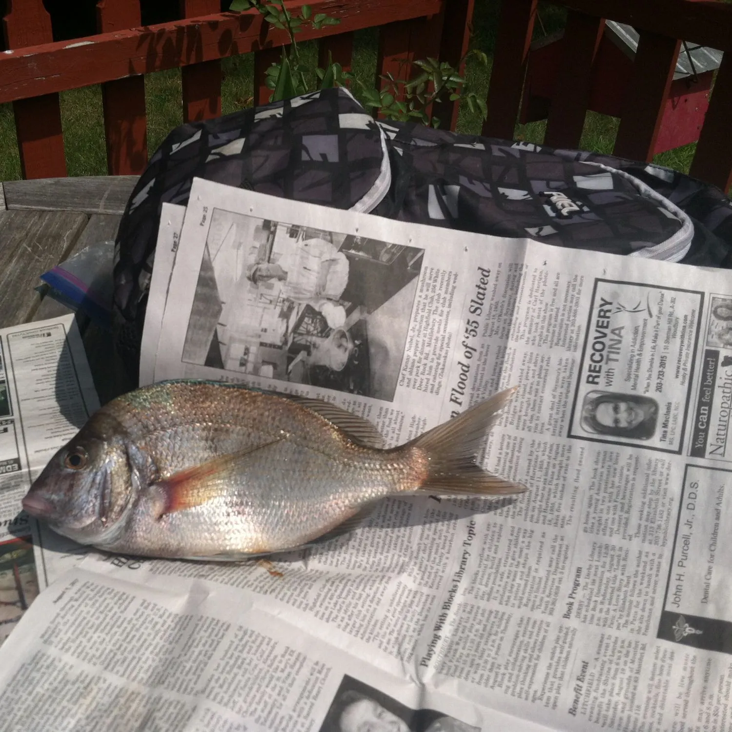 recently logged catches