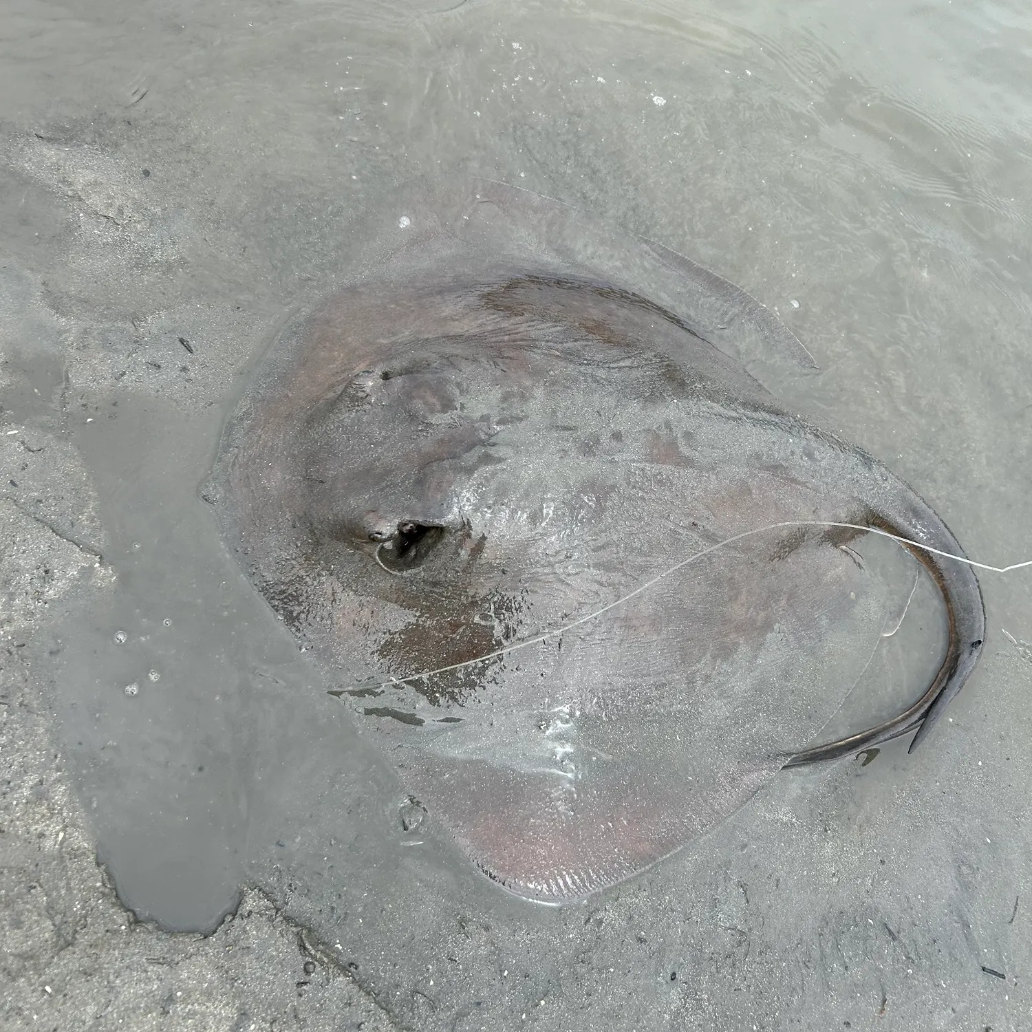 The most recent Southern stingray catches on Fishbrain