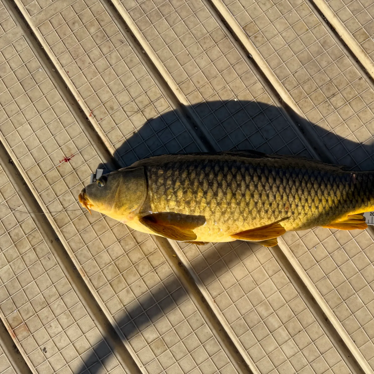 Common carp caught on Fishbrain