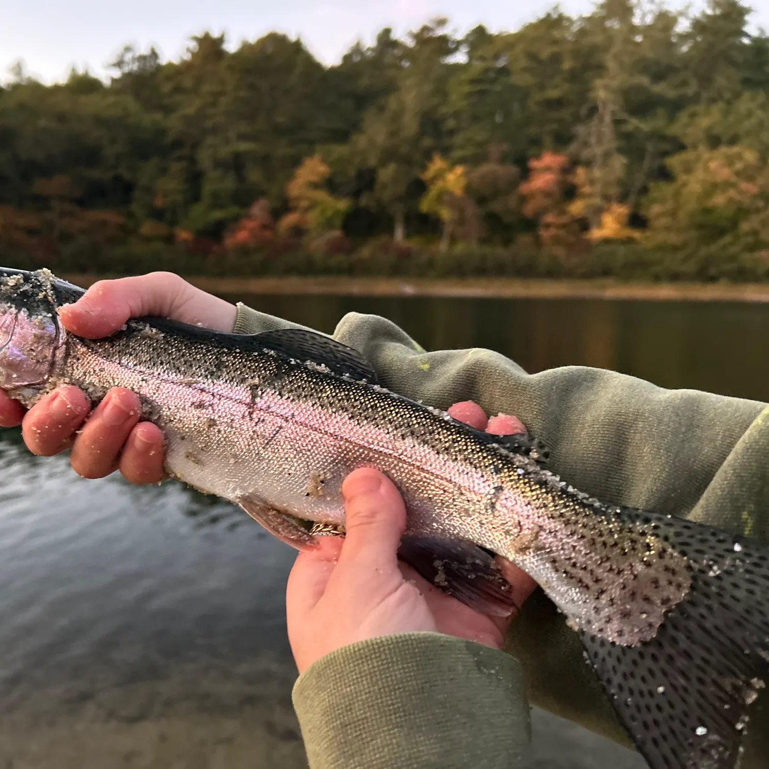 Rainbow trout caught on Fishbrain