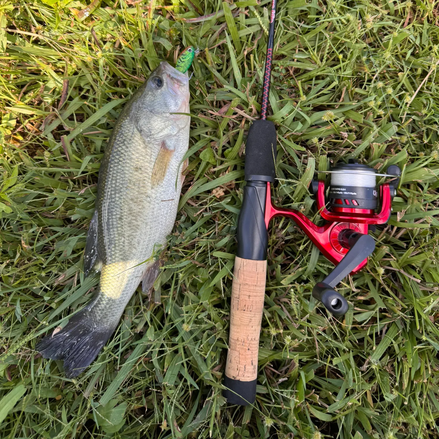 Largemouth bass caught on Fishbrain