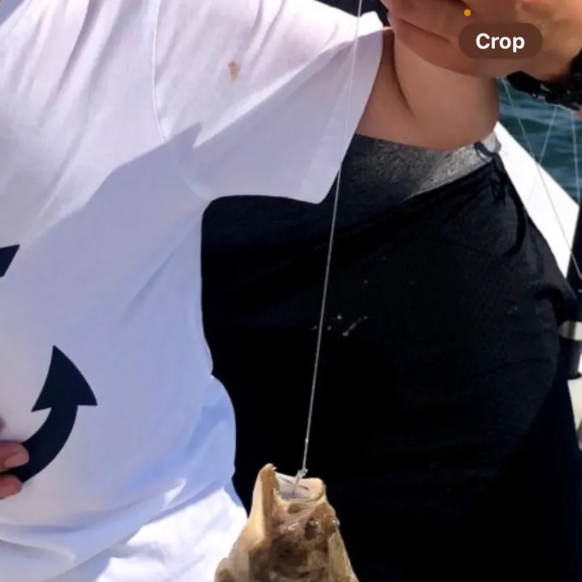 Summer flounder caught on Fishbrain