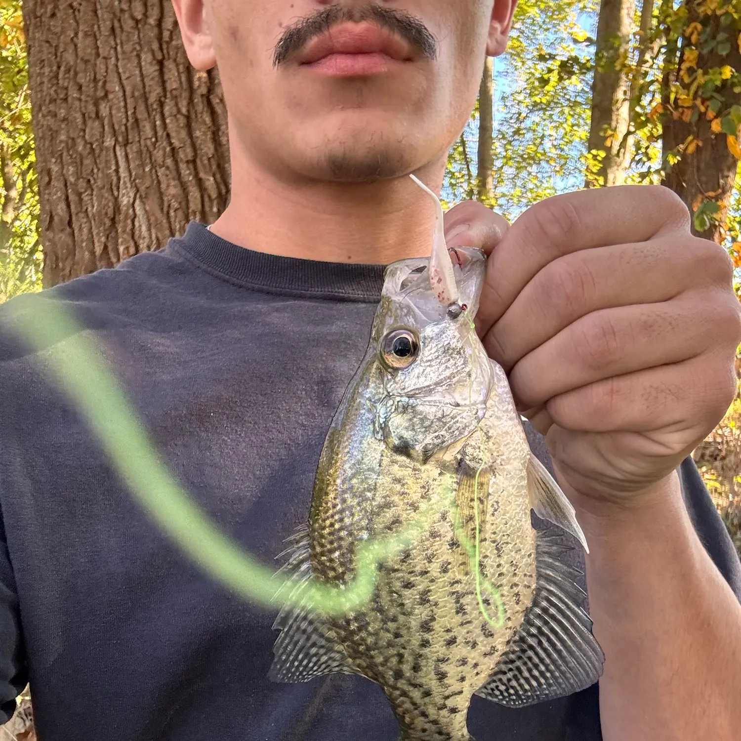 Black crappie caught on Fishbrain