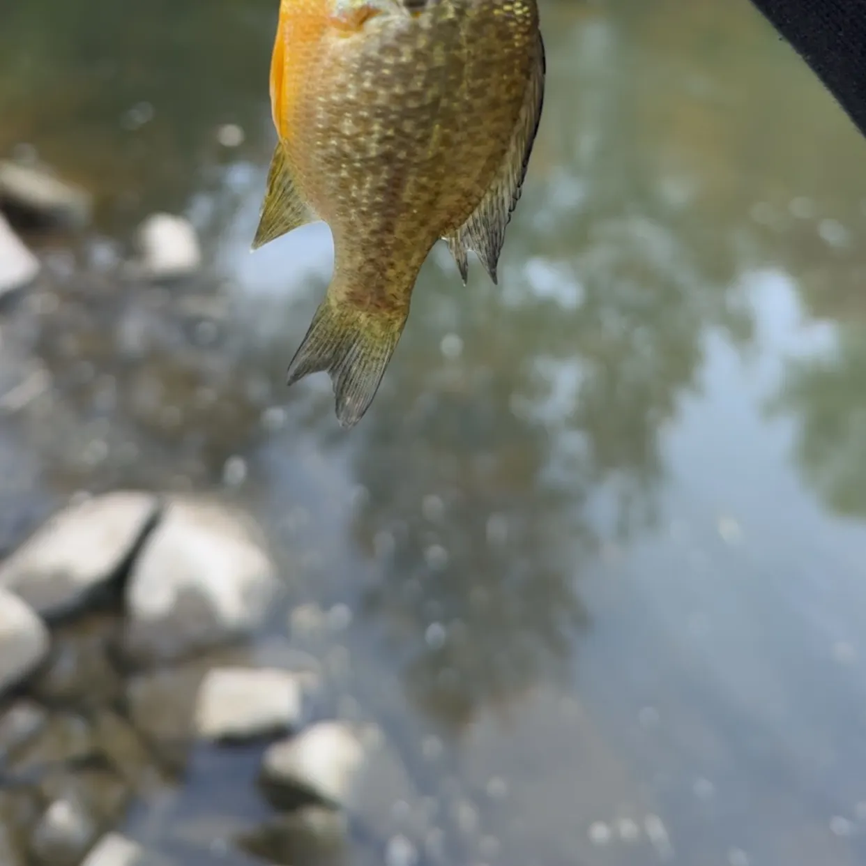 Pumpkinseed caught on Fishbrain