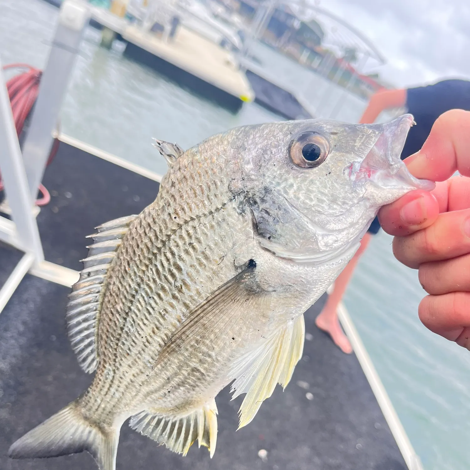 Surf bream caught on Fishbrain