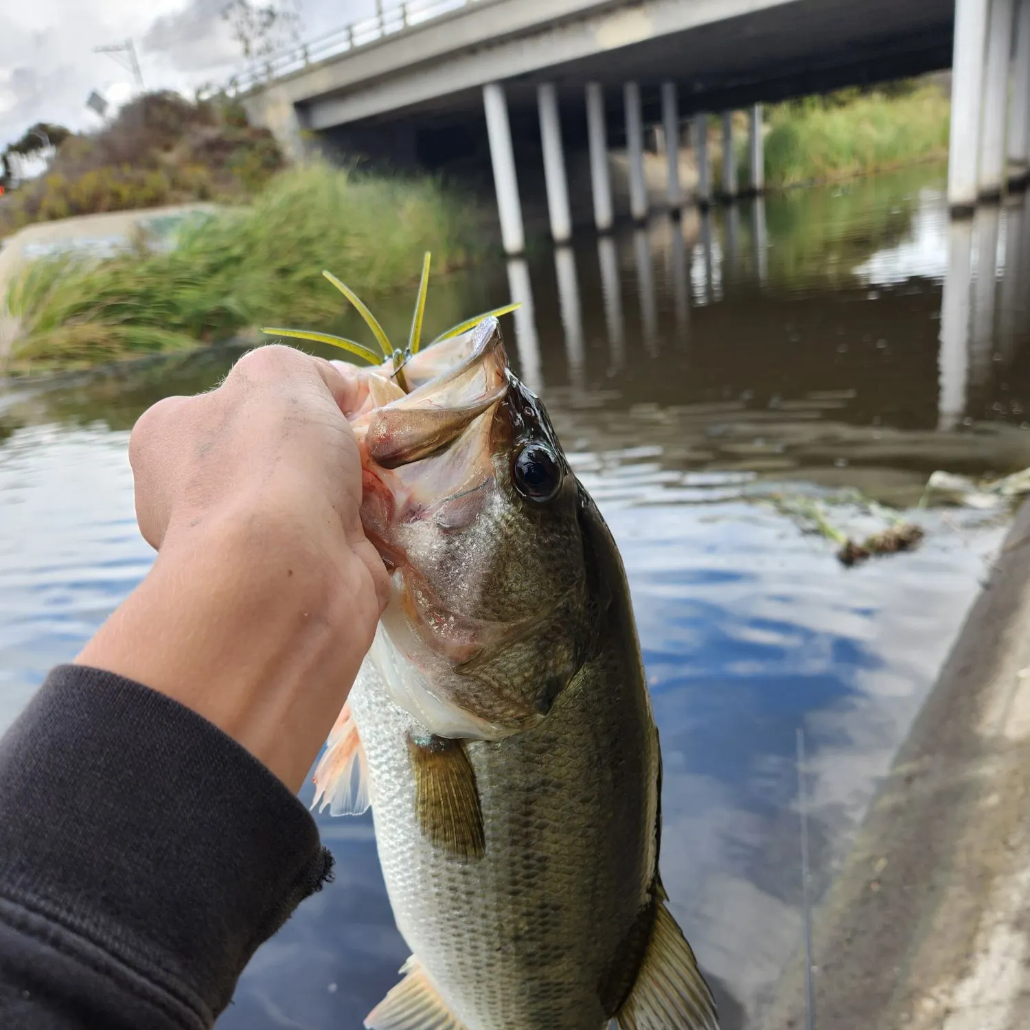 Largemouth bass caught on Fishbrain