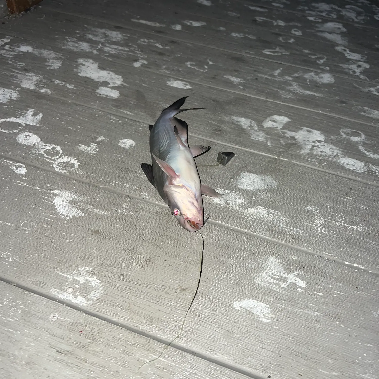 Fish caught on Fishbrain