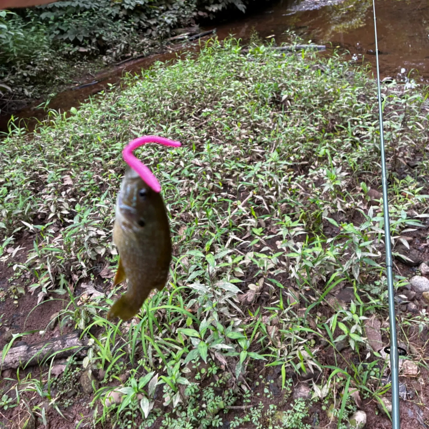 Fish caught on Fishbrain