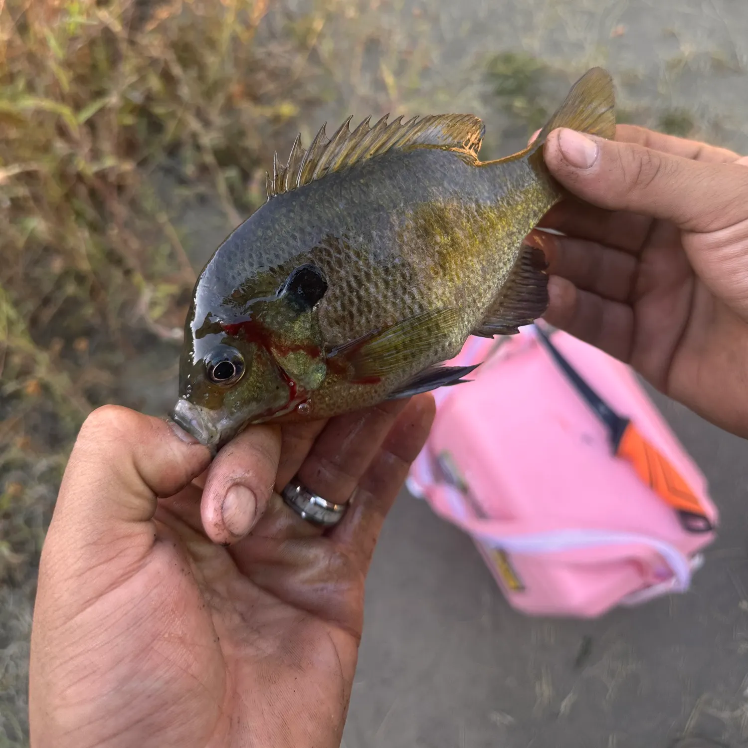 catch