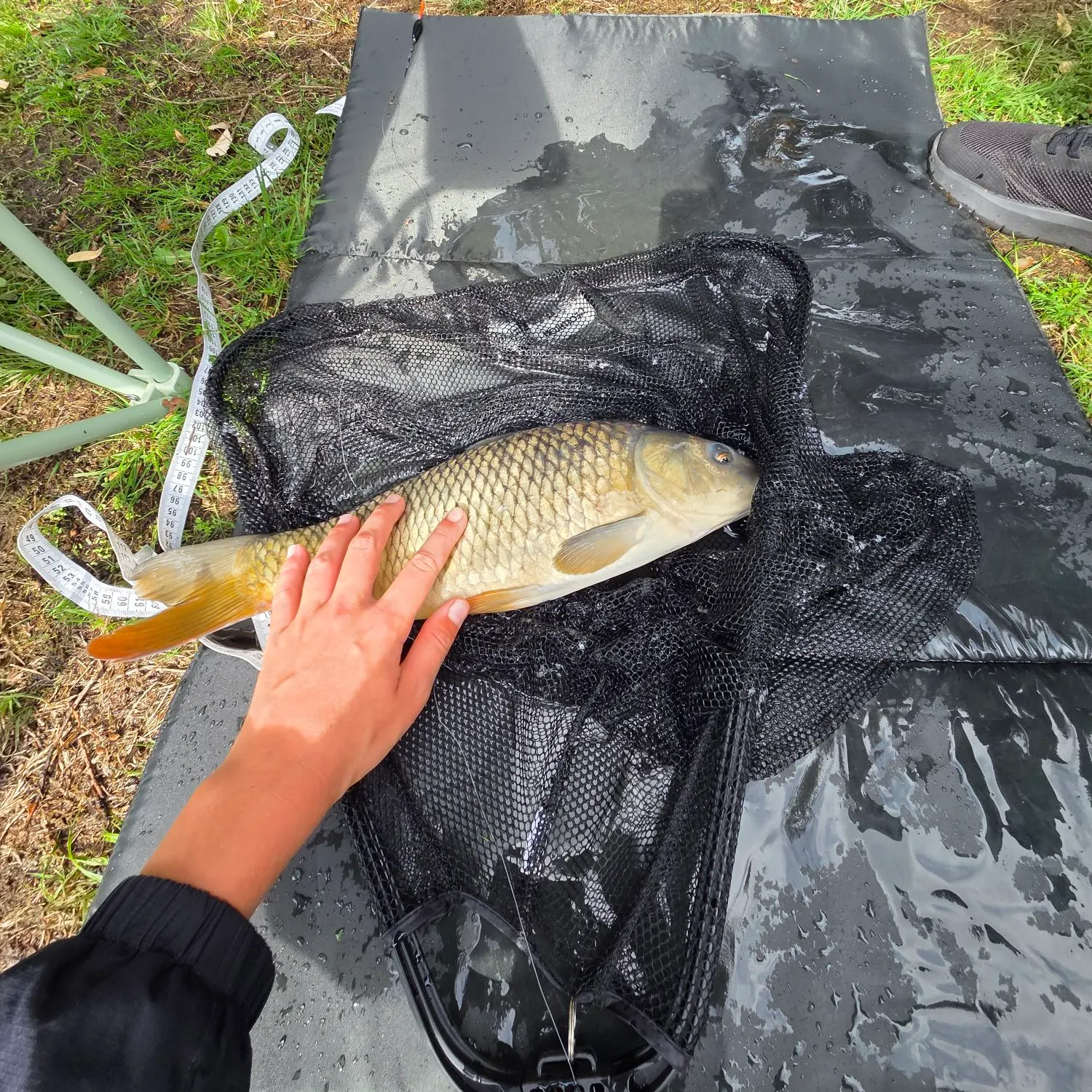 Common carp caught on Fishbrain