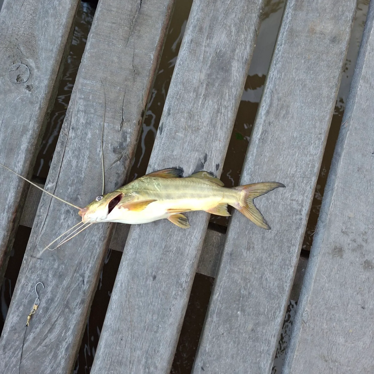 The most recent Spotted pimelodus catches on Fishbrain