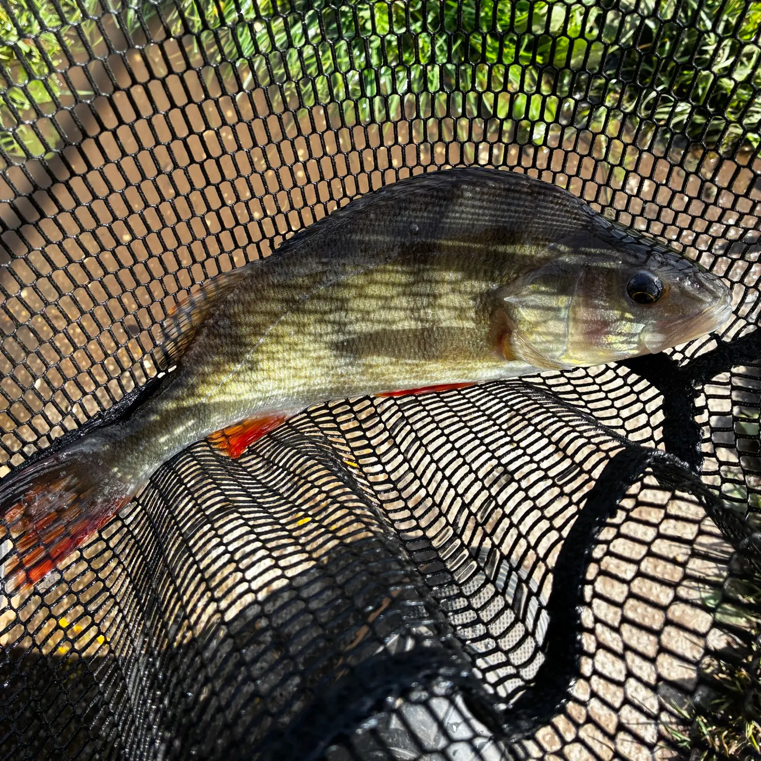 European perch caught on Fishbrain