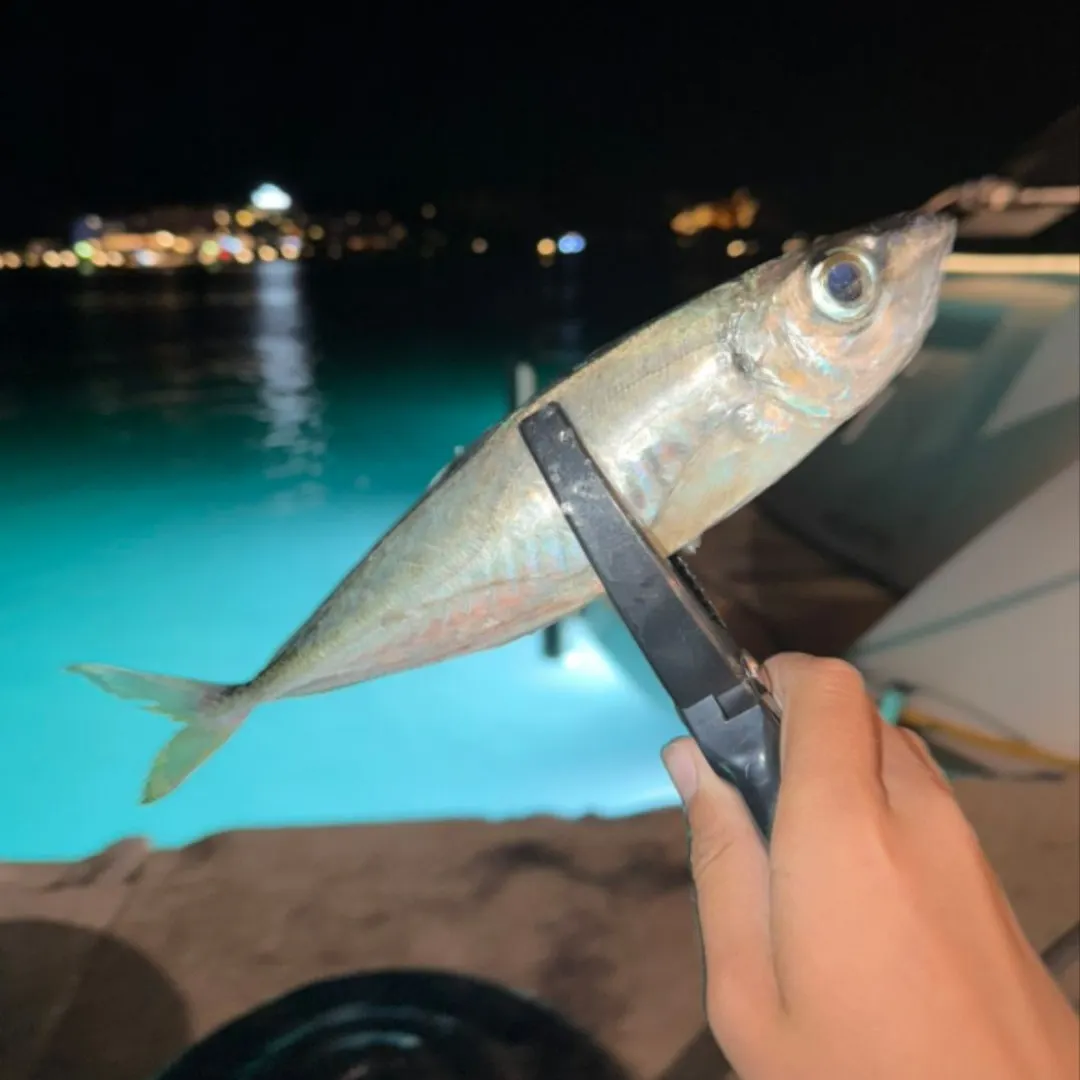 The most recent Mediterranean horse mackerel catches on Fishbrain