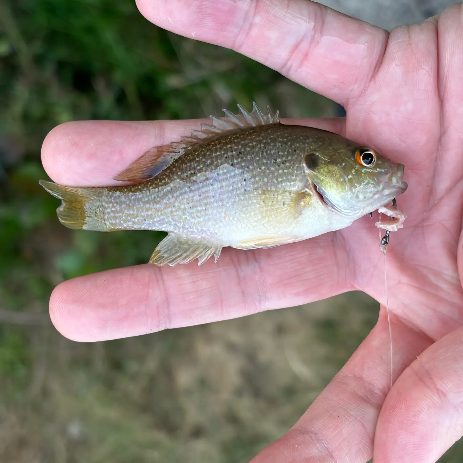 Green sunfish caught on Fishbrain