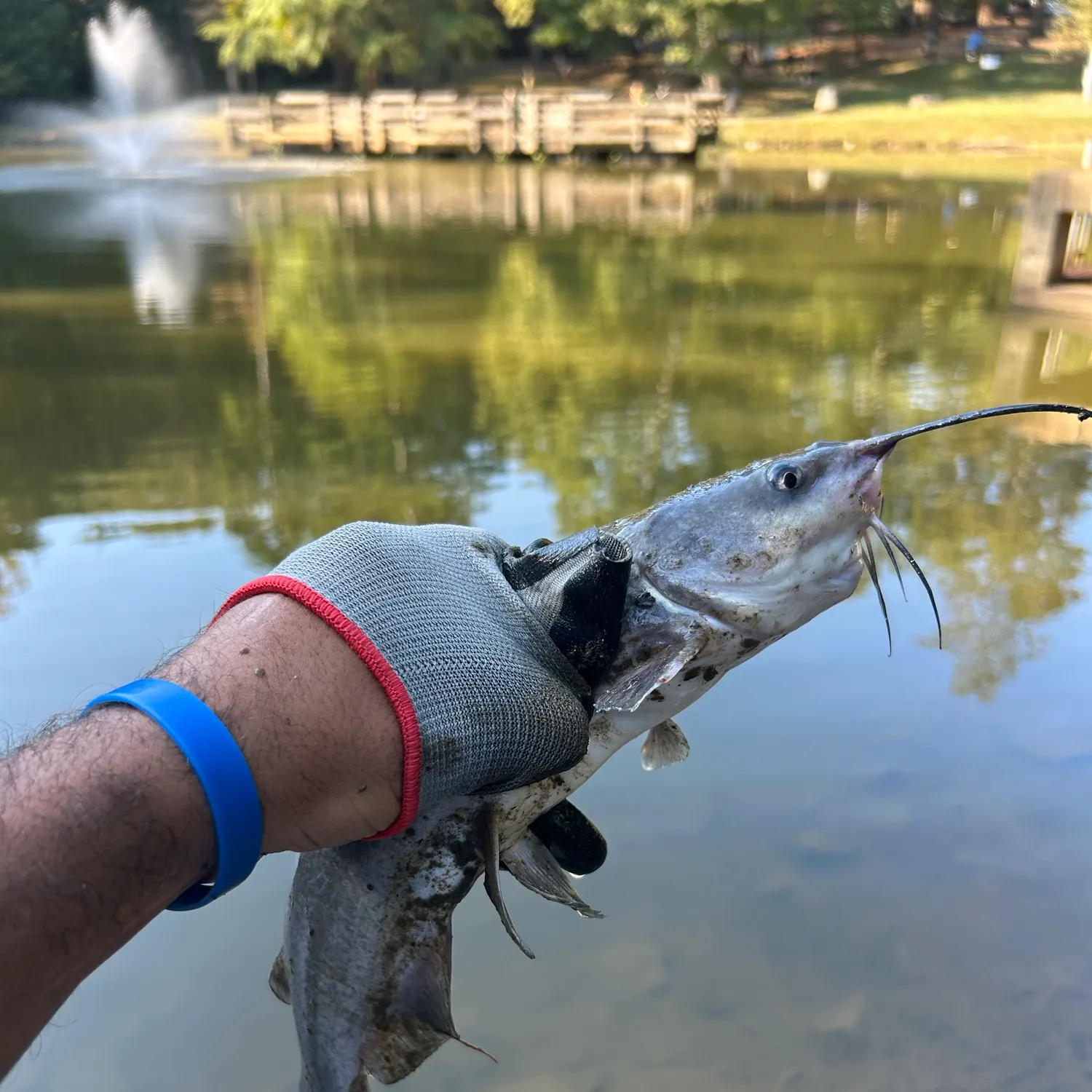 White bullhead caught on Fishbrain