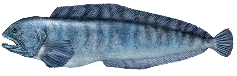 Atlantic wolffish